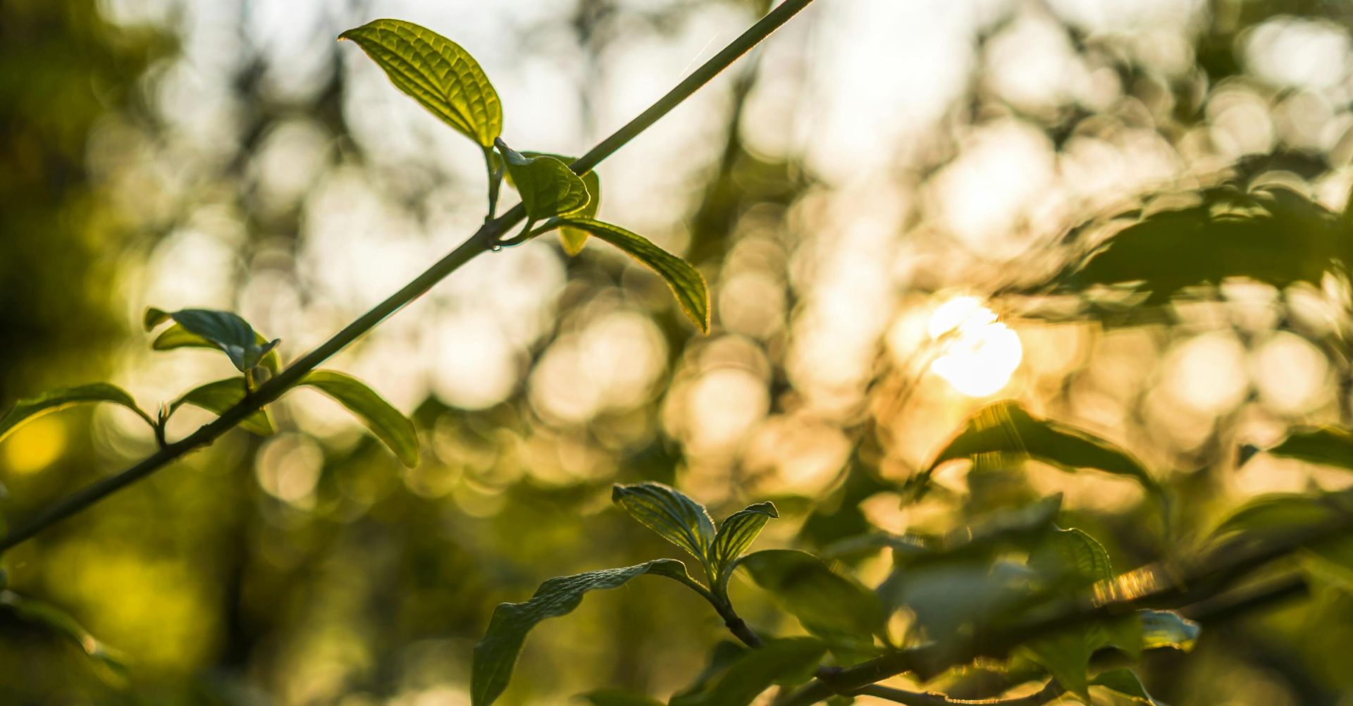 Close-up of green leaves in a forest with sunlit bokeh background, capturing a tranquil natural scene.