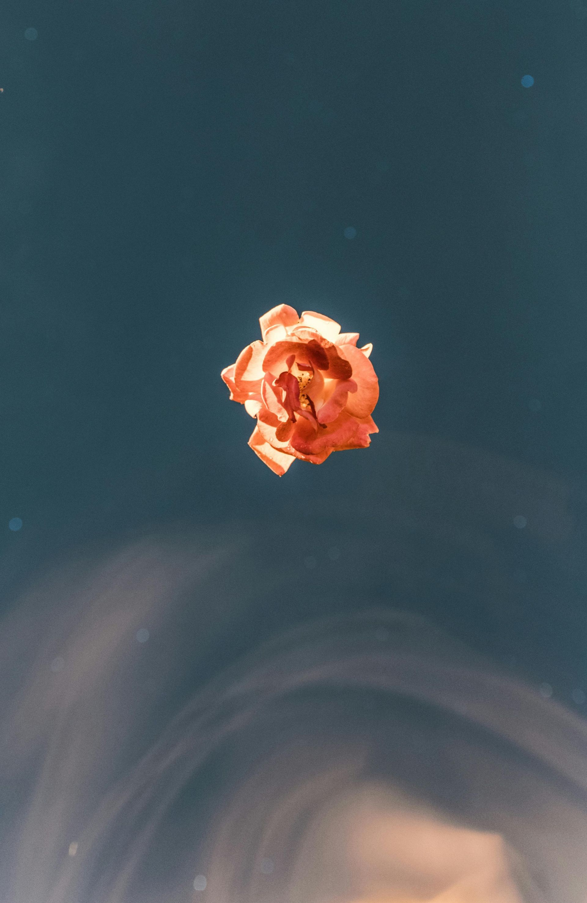 An artistic close-up of a single orange rose blossom floating on a dark water surface, creating a serene composition.